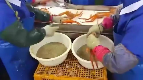 韩国海鲜加工厂实拍,大闸蟹竟只要蟹腿,蟹黄全浪费了