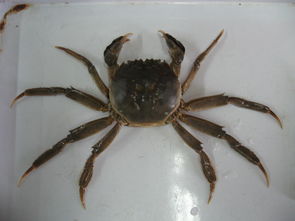 中华绒螯蟹 虾蟹百科 水产动物营养繁殖实验室